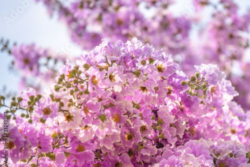 Purple flowers are blooming beautifully,select focus. © watchara