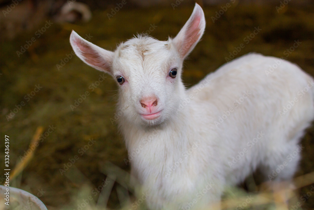 Obraz premium One little white goat on a farm