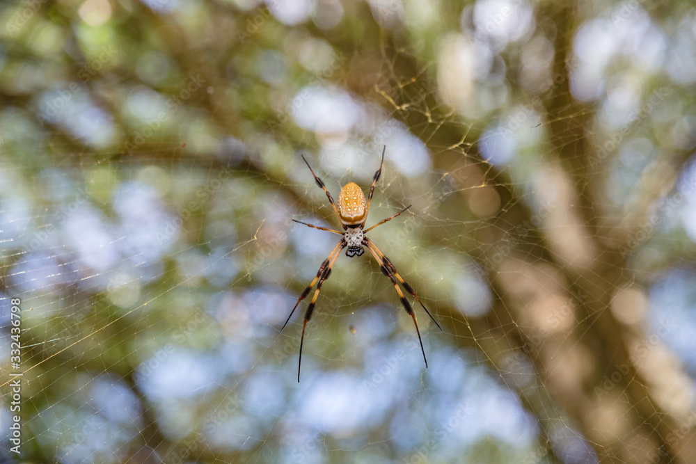 A female Trichonephila clavipes (Golden Silk Orbweaver) and her beautiful golden silk web A female Trichonephila clavipes (Golden Silk Orbweaver) and her beautiful golden silk web