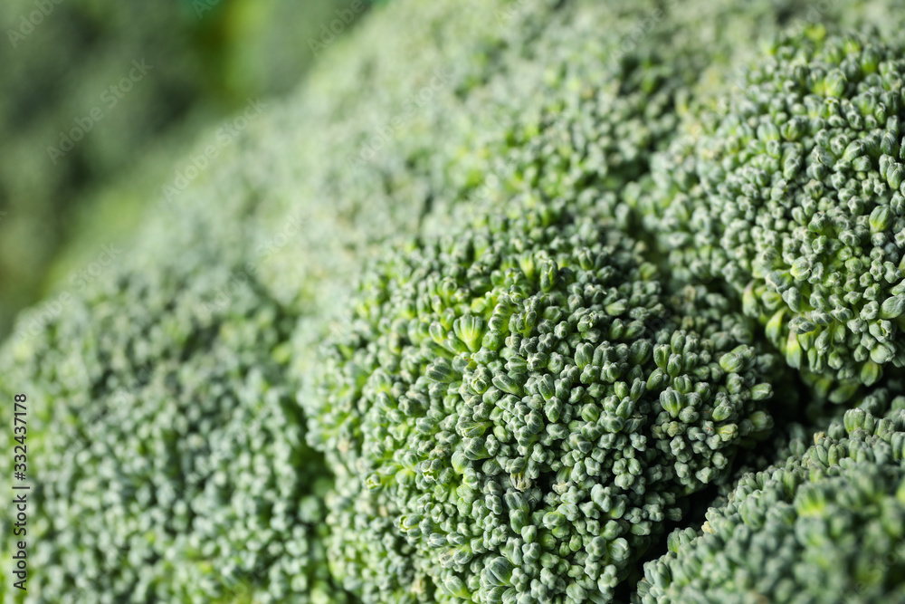 Broccoli on whole background, macro. Fresh vegetable