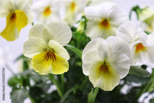 Fototapeta Naklejka Na Ścianę i Meble -  closeup of white and yellow pansies