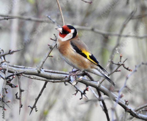 Side view of Goldfinch looking upwards while perching on a bare branch with new buds