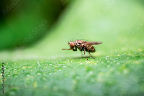 fly on leaf