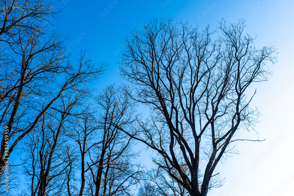 From the ground view of tree tops against clear blue sky in Czech republic From the ground view of tree tops against clear blue sky in Czech republic