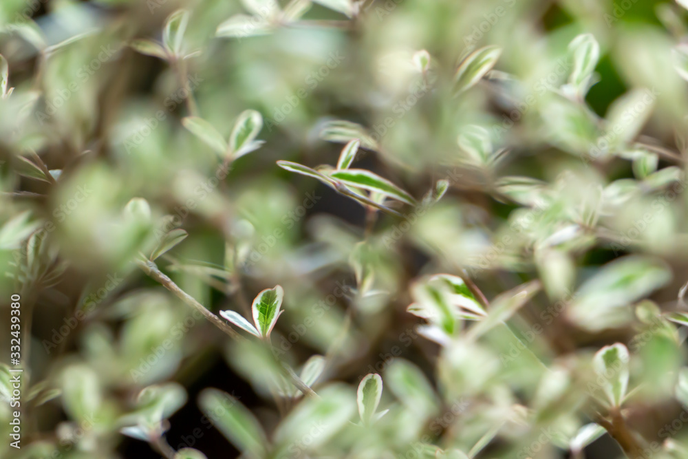 Small leaves that shoots the image, focuses on the back and blur the front part. Small leaves that shoots the image, focuses on the back and blur the front part.