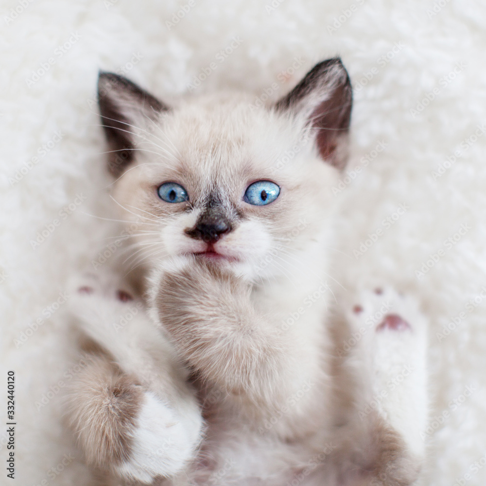 Kitten on a knitted blanket