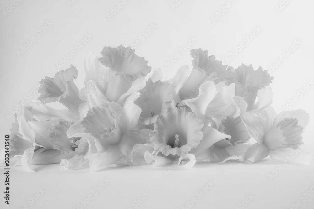 on a black and white background buds of spring daffodils on a black and white background buds of spring daffodils
