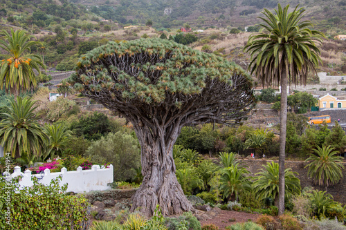 Ancient Dragon Tree (El Drago) in Icod de los vinos, Tenerife, Canary Islands © Michela