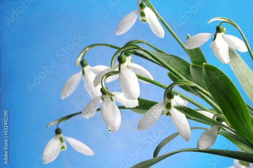 White snowdrops (Galanthus nivalis) on a blue background.
