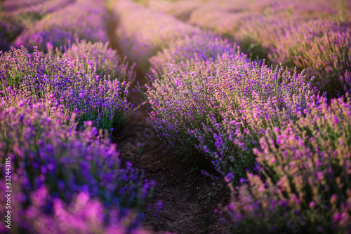Rows of bushes of blooming lavender.
