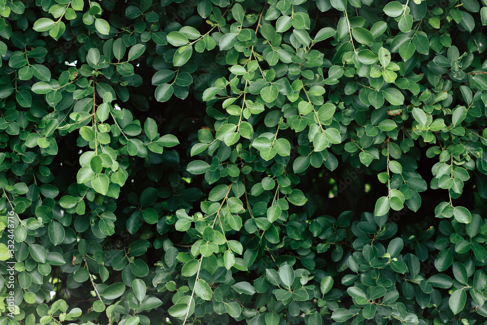 Small green leaves are growing. After the rain, water droplets on the leaves make it natural Sunshine And has a bright green natural background. selective focus. Small green leaves are growing. After the rain, water droplets on the leaves make it natural Sunshine And has a bright green natural background. selective focus.