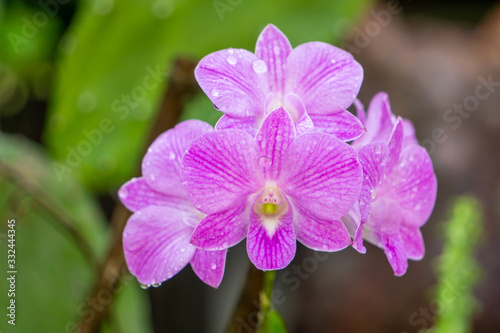 Pink orchid with water droplets