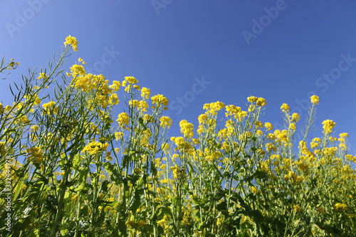 菜の花畑