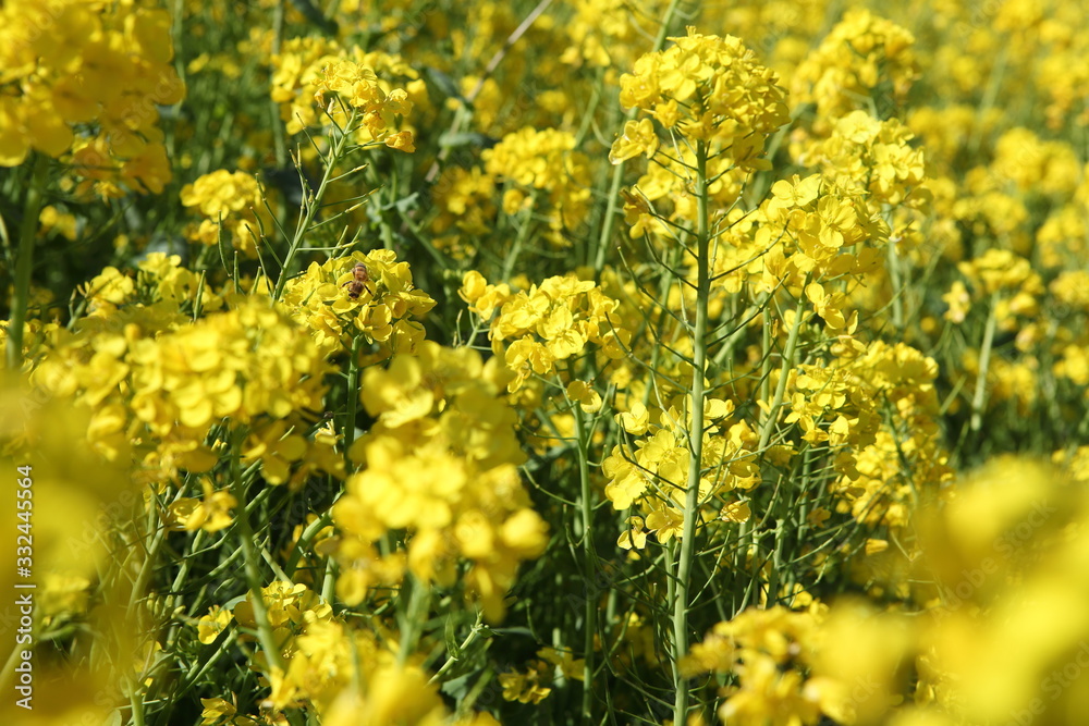 菜の花畑 菜の花畑