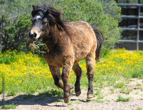 Fotografi Miniature horse running with weeds in her mouth