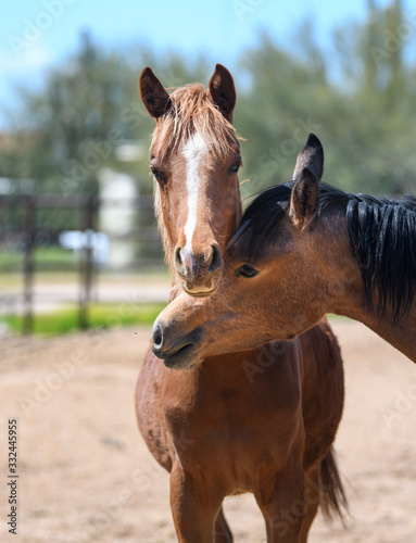 Two Arabian horse foals in the arena