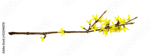 Fotografia Spring twig of forsythia shrub with yellow flowers