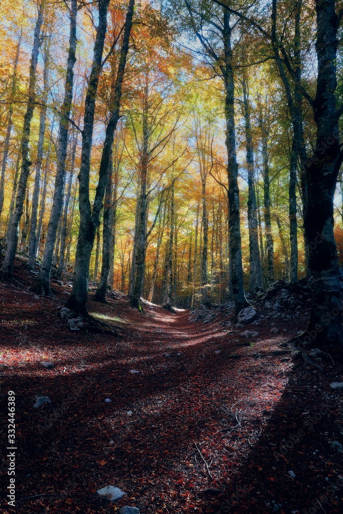 Obraz premium faggeta in autunno