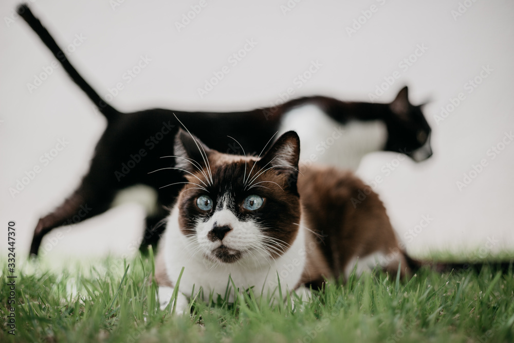 Siamese cat in the grass