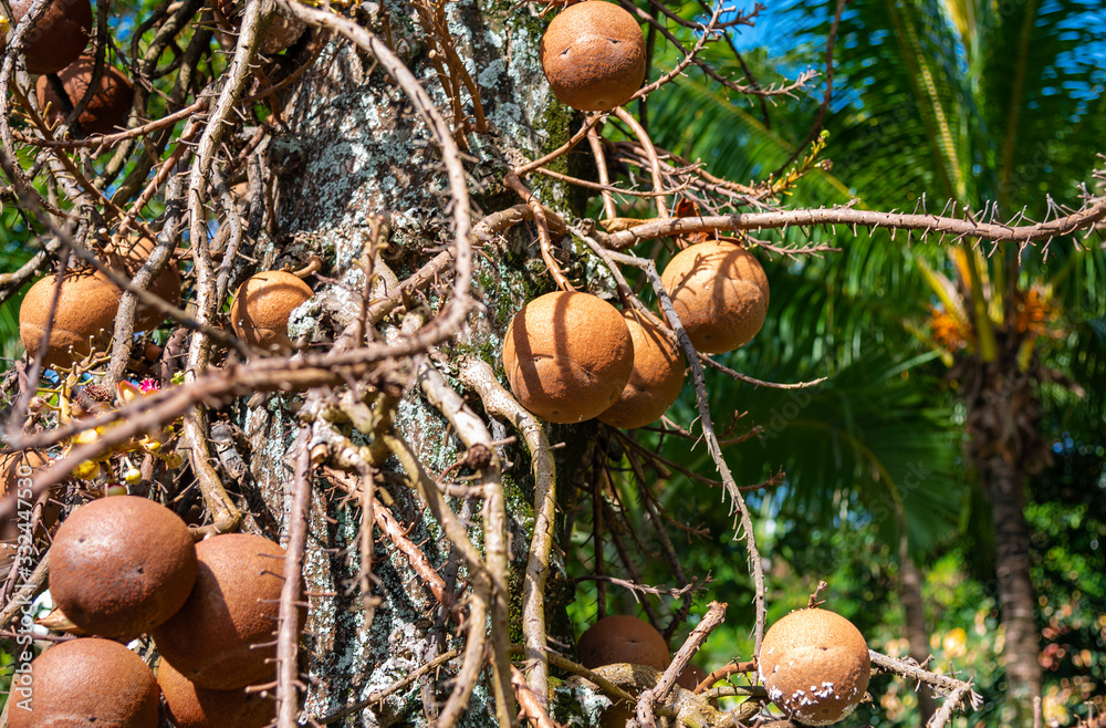 Cannonball tree with fruits in the forest. Badhi tree. Cannonball tree with fruits in the forest. Badhi tree.