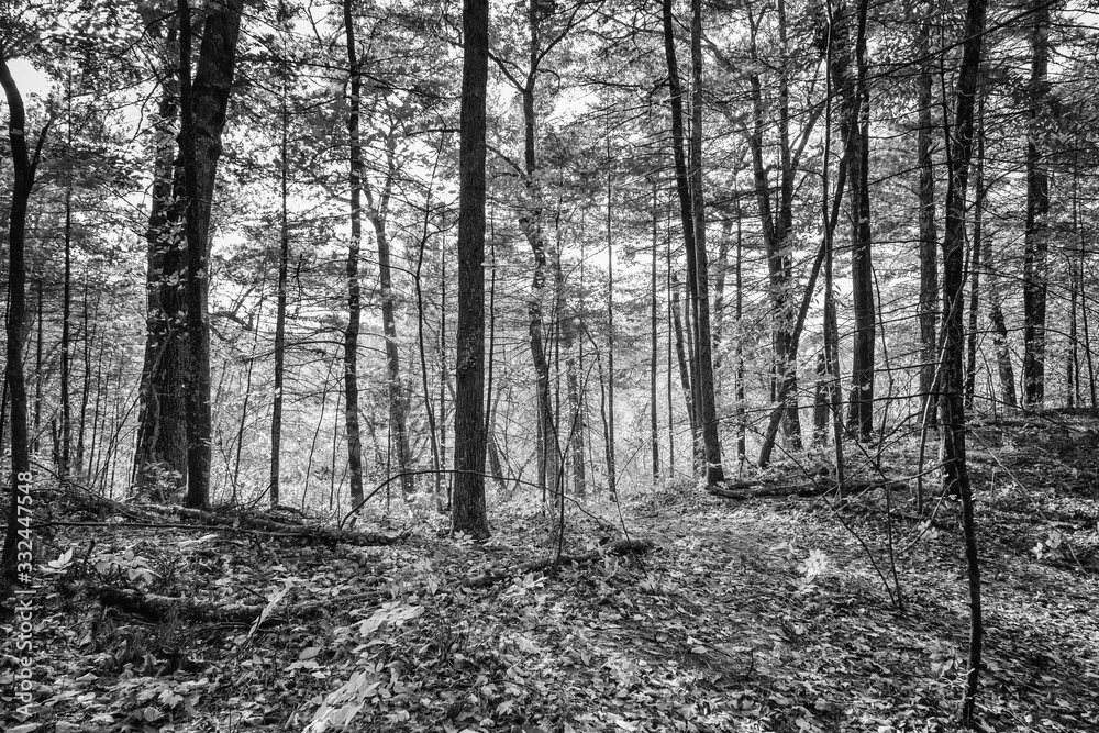 Trees Silhouette in the Forest Black and White Trees Silhouette in the Forest Black and White