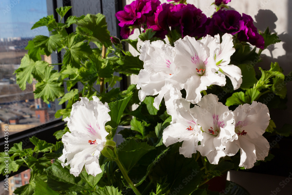 The royal pelargonium of grandiflora with large white flowers of the Mona Lisa variety against the background of green leaves and purple flowers on the loggia is illuminated by the sun at the window The royal pelargonium of grandiflora with large white flowers of the Mona Lisa variety against the background of green leaves and purple flowers on the loggia is illuminated by the sun at the window