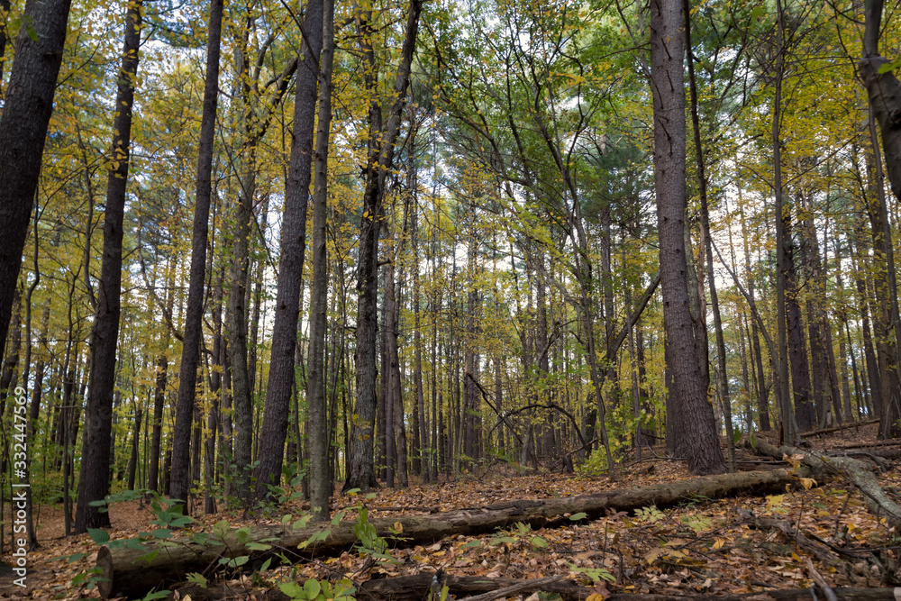 Fototapeta premium A Beautiful Fall Afternoon in Massachusetts