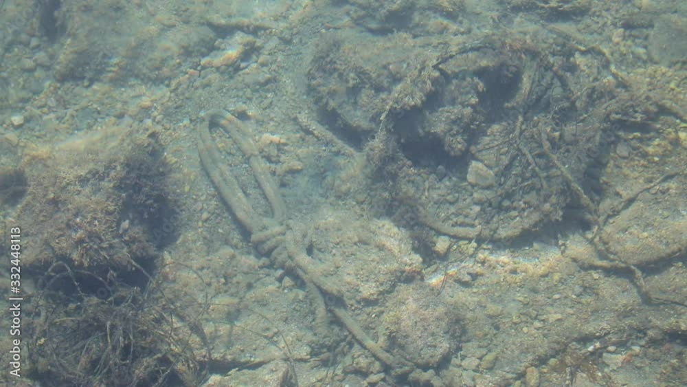 Sea knot under water Sea knot under water