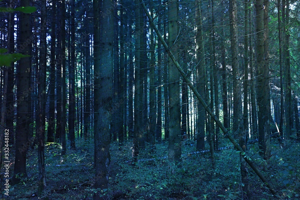 Obraz premium beautiful green pine forest, tree trunks