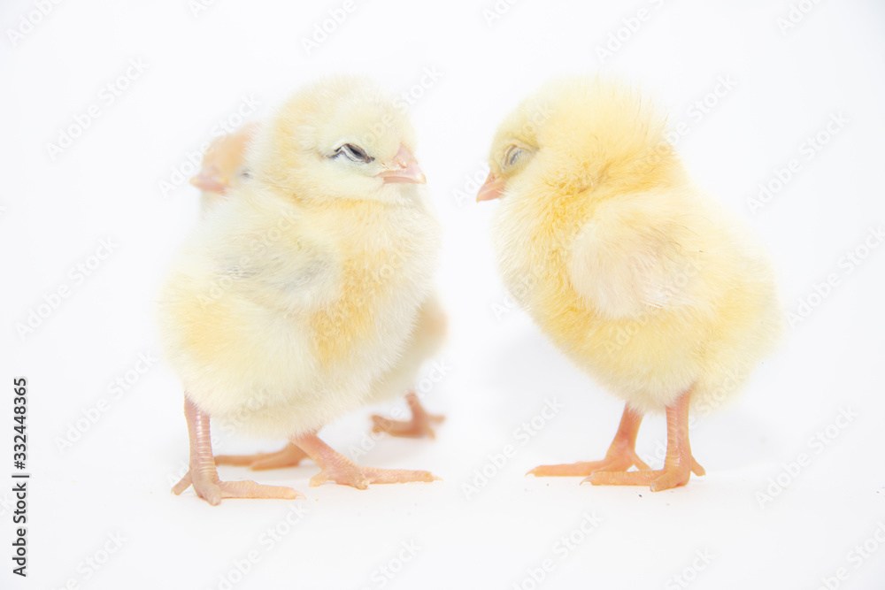 Chickens on a white background. Poultry. Isolated background. Article about avian flu. The concept of Studio photography for articles and advertising on domestic birds and caring for them.