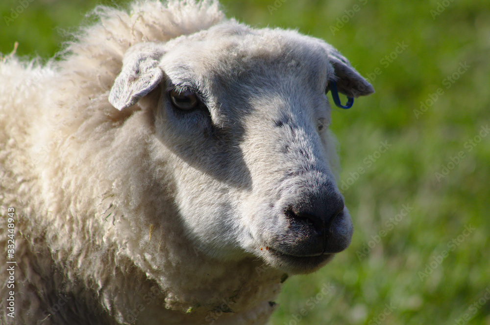 sheep close up portrait