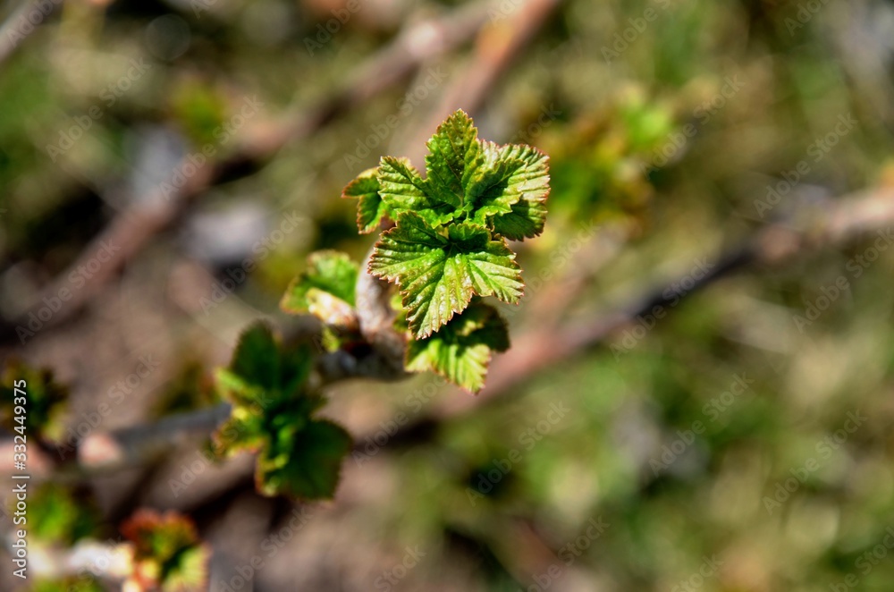 close up branch with young leaves of blackberry bush growing in soil in garden in spring sunny day. copyspace close up branch with young leaves of blackberry bush growing in soil in garden in spring sunny day. copyspace