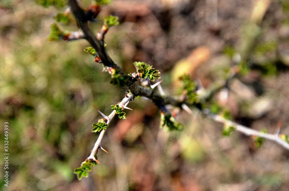 close up branch with young leaves and thorns of bush gooseberry growing in soil in garden in spring sunny day. copyspace close up branch with young leaves and thorns of bush gooseberry growing in soil in garden in spring sunny day. copyspace