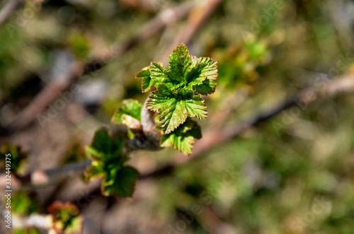 close up branch with young leaves of blackberry bush growing in soil in garden in spring sunny day. copyspace
