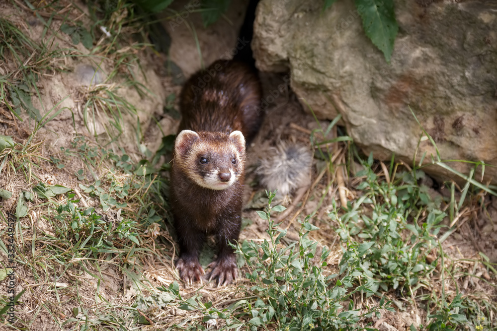 European Polecat (mustela putorius) emerging from its den European Polecat (mustela putorius) emerging from its den