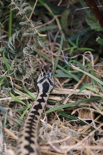 Common European Adder (Vipera berus)