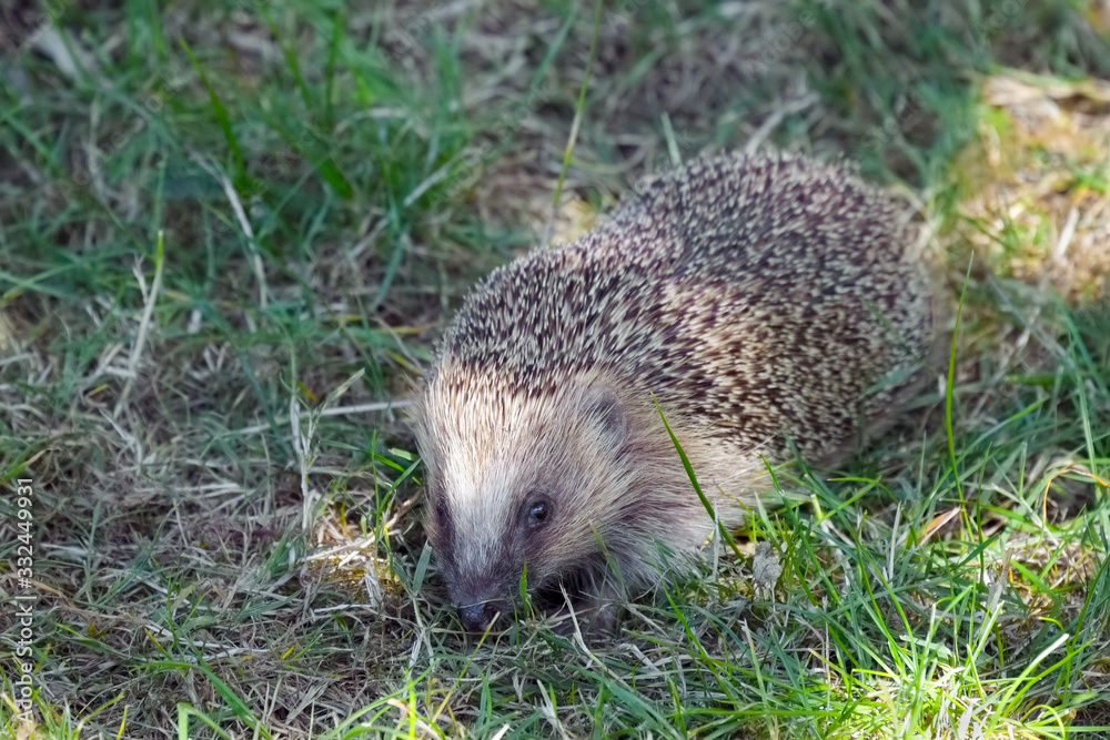 European Hedgehog (Erinaceus europaeus) European Hedgehog (Erinaceus europaeus)