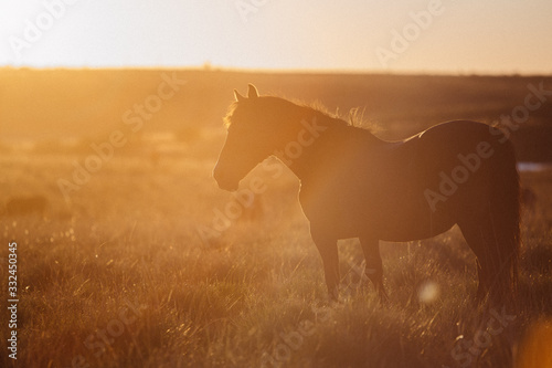 horse in farm © DanielViero