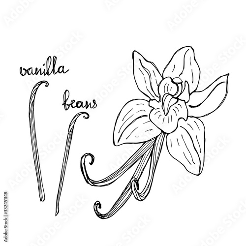 Vanilla set. Hand drawn spices in sketchy style isolated on white background. Vector illustration. 