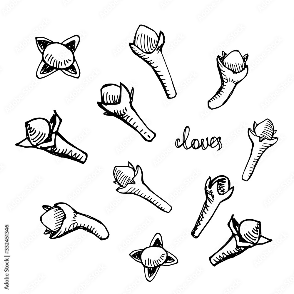 Cloves set. Hand drawn spices in sketchy style isolated on white ...