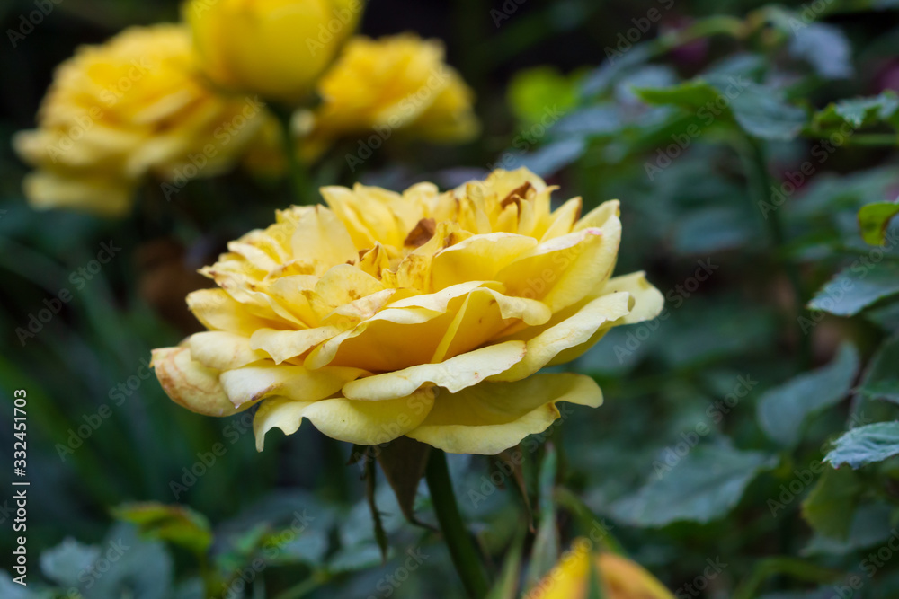 Beautiful yellow roses flower in the garden Beautiful yellow roses flower in the garden