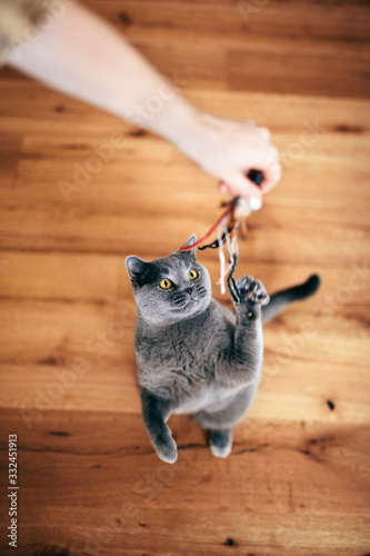 Cute British cat playing with rod toy held by a woman hand.