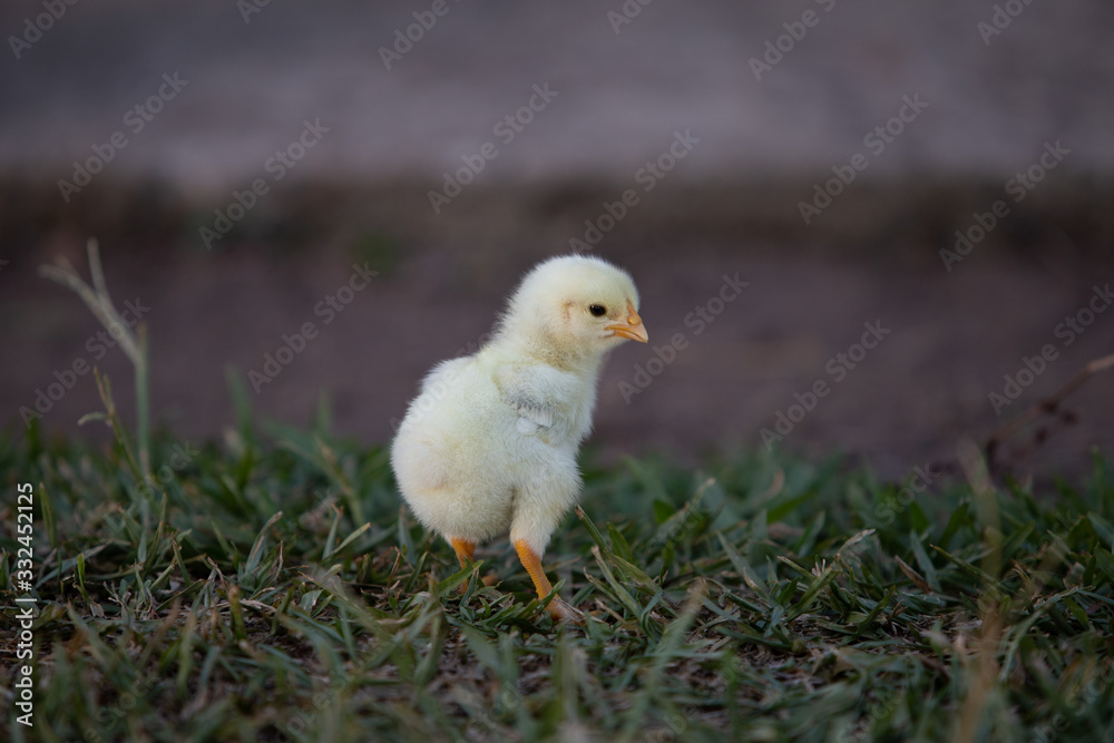 little chick in the grass little chick in the grass