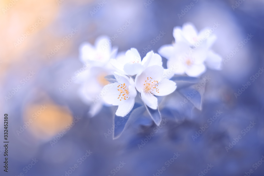 Blooming jasmine branch on a blue blurry toned background. Spring beautiful floral image. Selective soft focus. Blooming jasmine branch on a blue blurry toned background. Spring beautiful floral image. Selective soft focus.