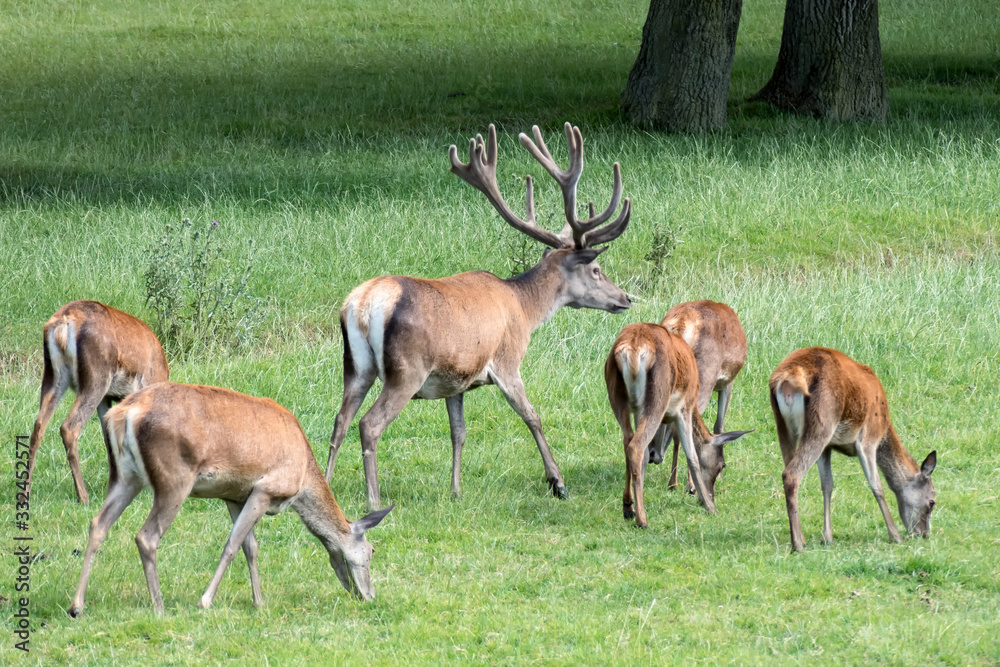 Herd of Red Deer (Cervus elaphus) Herd of Red Deer (Cervus elaphus)