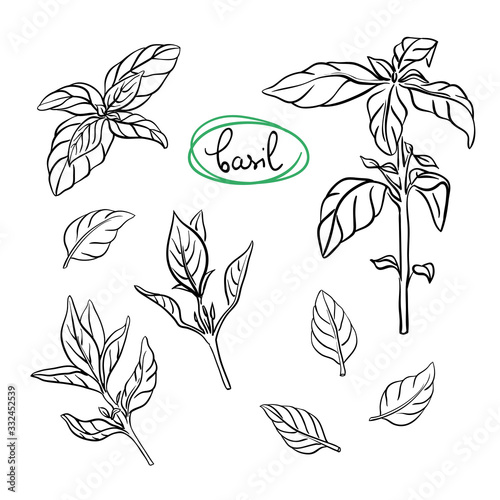 Fototapete Basil sprigs and leaves/ Hand drawn culinary herbs and spices/ Basil parts sketc