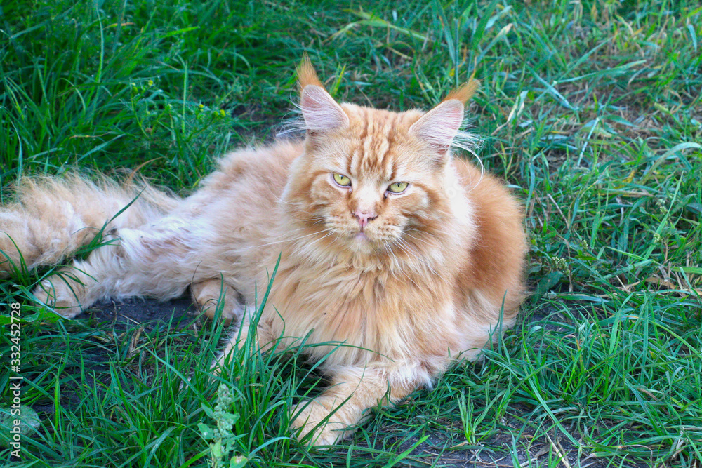 red big cat Mei kun on the green grass
