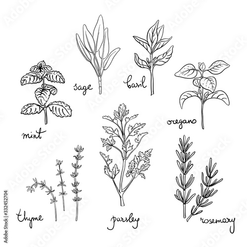 Fototapeta Naklejka Na Ścianę i Meble -  Herbs and spices set/ Thyme, oregano, rosemary, basil, sage, parsley, mint sketches/ Hand drawn herbs and spices isolated on white background/ Vector illustration 