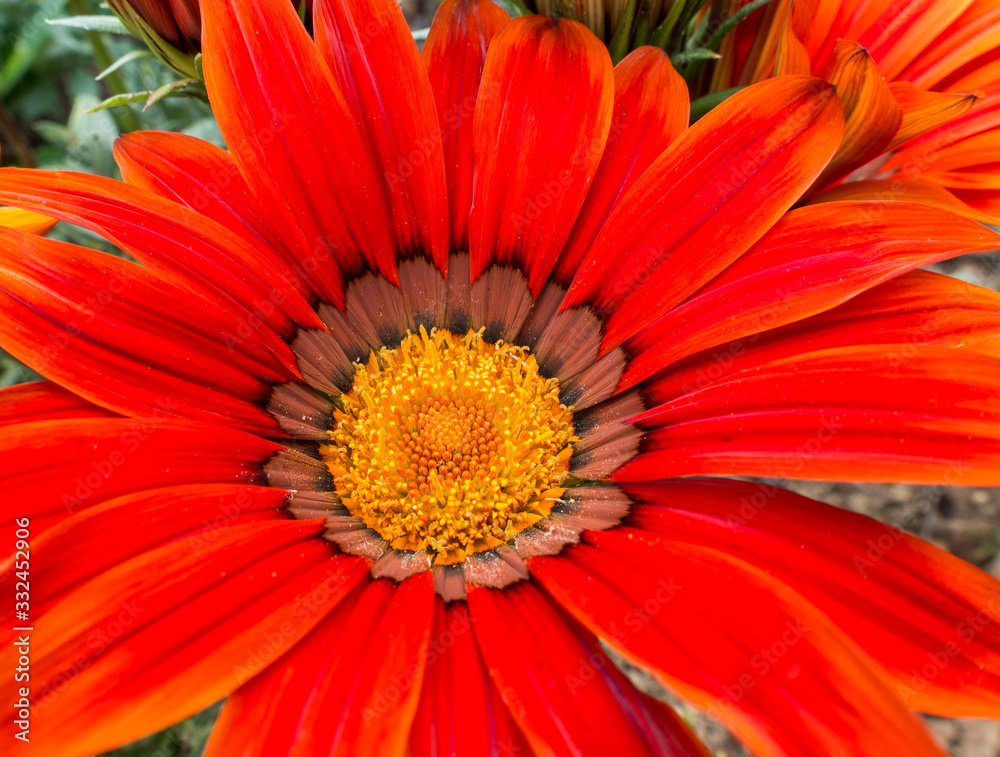 Close up of an red Gazania flowering in an English garden Close up of an red Gazania flowering in an English garden