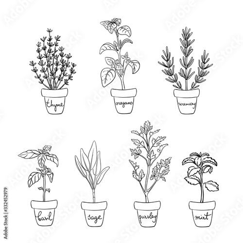 Herbs and spices set/ Housegrown herbs/ Culinary herbs in pots with labels/ Thyme, oregano, rosemary, basil, sage, parsley, mint sketches/ Hand drawn herbs and spices isolated/ Vector illustration 